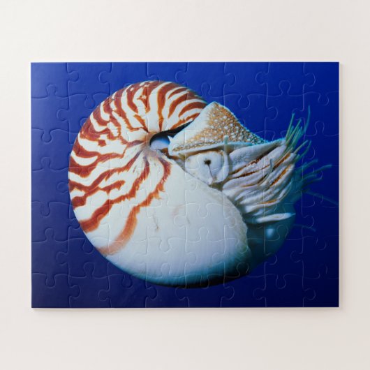 Nahe Bildung von Chambered Nautilus Puzzle (Horizontal)