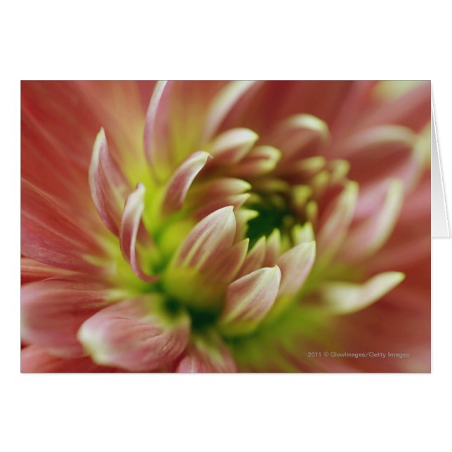 Nahe Blume (Vorderseite (Horizontal))