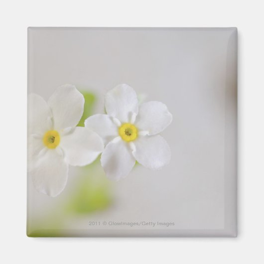 Nahe Blume Magnet (Vorne)