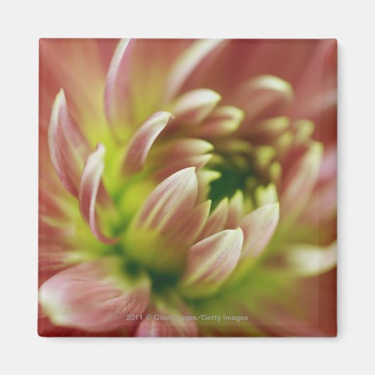 Nahe Blume Magnet (Vorne)