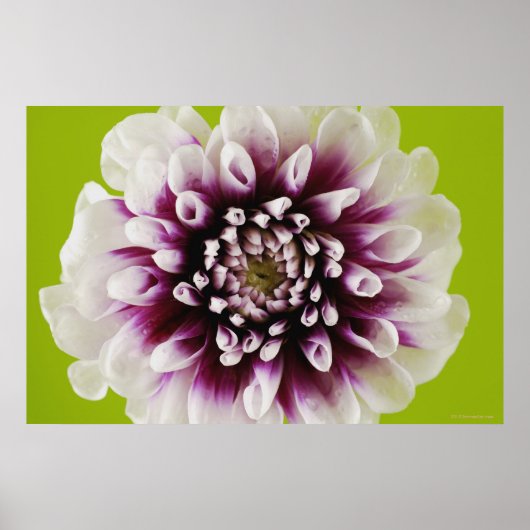 Nahe Blume Poster (Vorne)