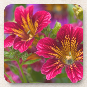 nahe Blütenzunge - Untersetzer