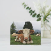 Nahe, braune und weiße Kuh Postkarte (Stehend Vorderseite)
