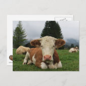 Nahe, braune und weiße Kuh Postkarte (Vorne/Hinten)