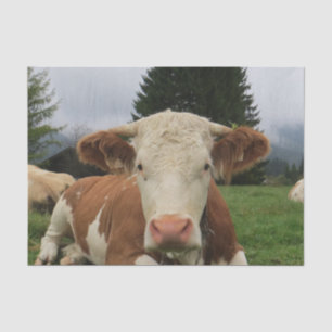 Nahe, braune und weiße Kuh Seidenpapier