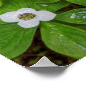 Nahe Brombeere mit weißen Blume Poster (Ecke)