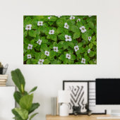Nahe Brombeere mit weißen Blume Poster (Heimbüro)