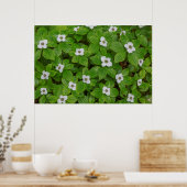 Nahe Brombeere mit weißen Blume Poster (Küche)