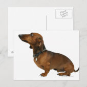 Nahe Dackel Postkarte (Vorne/Hinten)