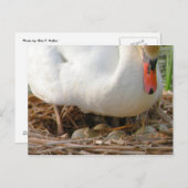 Nahe der Postkarte für Schwaneneier (Vorne/Hinten)