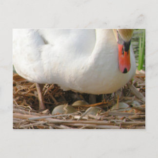 Nahe der Postkarte für Schwaneneier