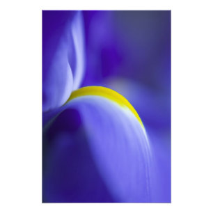 Nahe Details einer Blauen Flagge Iris. Fotodruck