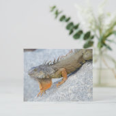 Nahe Einführung von Leguana in Key West Florida Postkarte (Stehend Vorderseite)