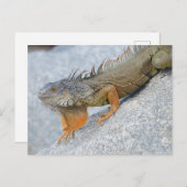 Nahe Einführung von Leguana in Key West Florida Postkarte (Vorne/Hinten)