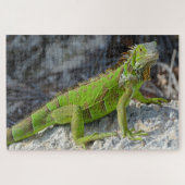 Nahe Einführung von Leguana in Key West Florida Puzzle (Horizontal)