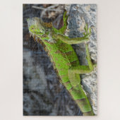 Nahe Einführung von Leguana in Key West Florida Puzzle (Vertikal)