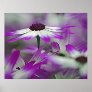 Nahe Einrichtung der lila Blume, Keukenhof Garden, Poster