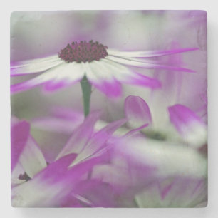 Nahe Einrichtung der lila Blume, Keukenhof Garden, Steinuntersetzer
