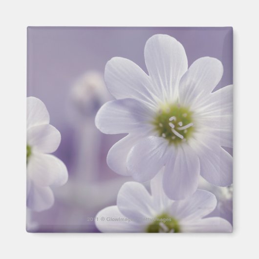 Nahe Erfassung der Blume 2 Magnet (Vorne)
