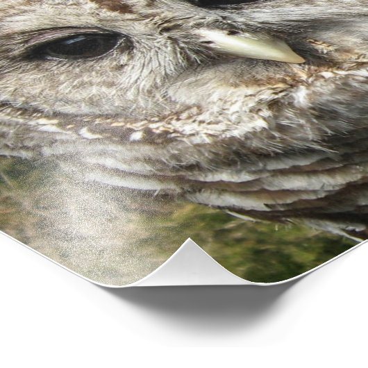 Nahe Esel Fotodruck (Ecke)