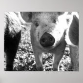 Nahe Ferkelbildung Poster (Vorne)