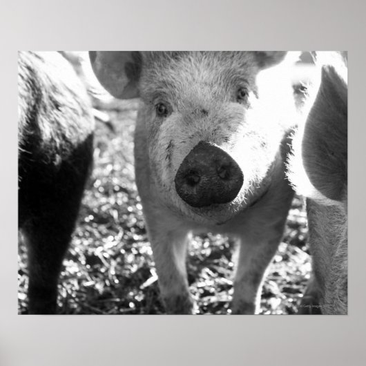 Nahe Ferkelbildung Poster (Vorne)