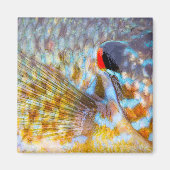 Nahe Fischskala Magnet (Vorne)