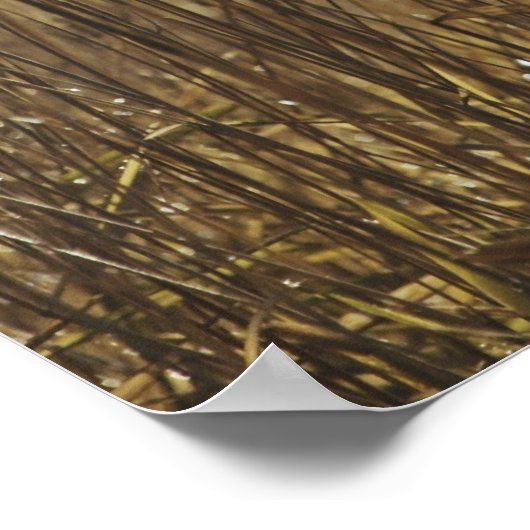 Nahe Fotografie Poster (Ecke)