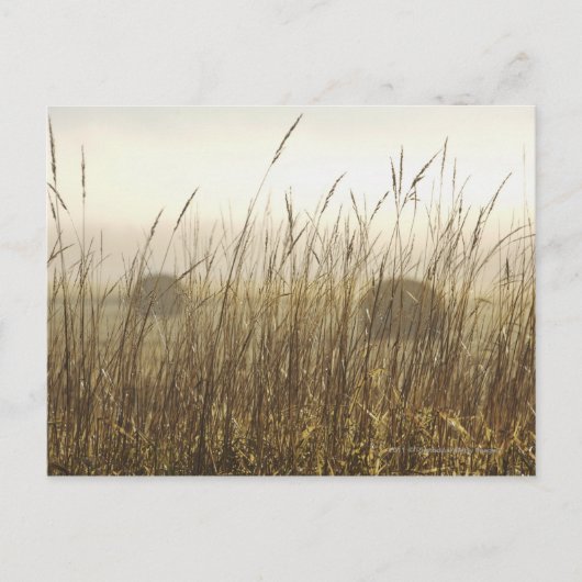 Nahe Fotografie Postkarte (Vorderseite)