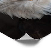 Nahe Fotografie von Bald Eagle Poster (Ecke)