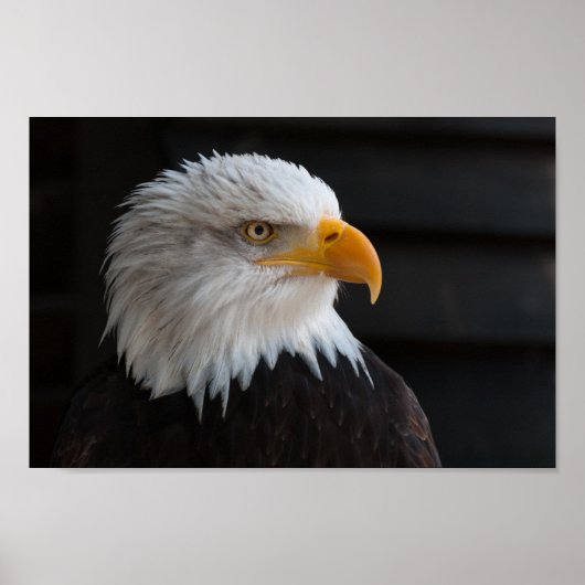 Nahe Fotografie von Bald Eagle Poster (Vorne)