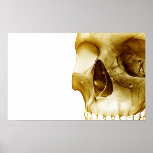 Nahe frontale Sicht des Gehirns im Schädel Poster (Vorne)