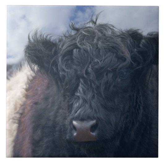 Nahe Galloway-Kuh mit schwarzem und weißem Glattle Fliese (Vorderseite)