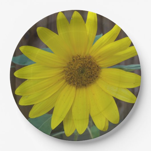 Nahe gelbe Sonnenblume auf Pappteller (Vorderseite)