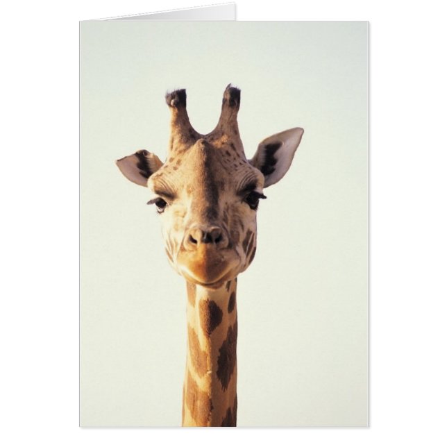 Nahe Giraffe (Vorne)