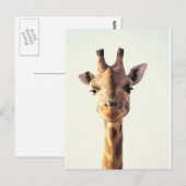 Nahe Giraffe Postkarte (Vorne/Hinten)