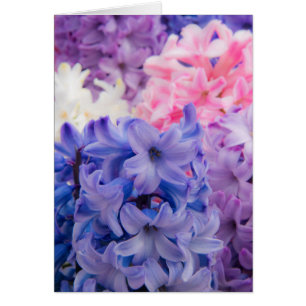 Nahe Gründung der Hyacinth-Pflanze