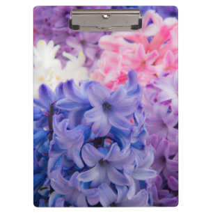 Nahe Gründung der Hyacinth-Pflanze Klemmbrett