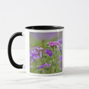 Nahe Gründung von Drummond Phlox, Phlox drummondi, Tasse