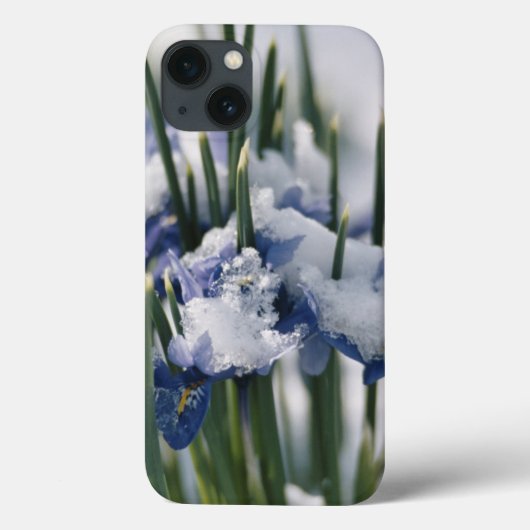 Nahe Gründung von Iris Case-Mate iPhone Hülle (Rückseite)