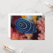 Nahe Gründung von Kaiser Angelfisch Karte (Vorderseite/Rückseite Beispiel)