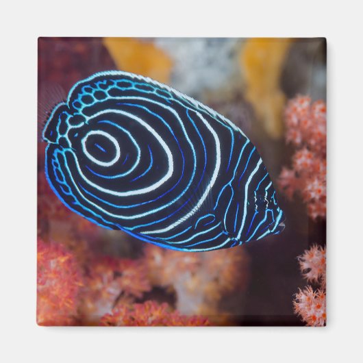Nahe Gründung von Kaiser Angelfisch Magnet (Vorne)