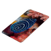 Nahe Gründung von Kaiser Angelfisch Magnet (Linke Seite)