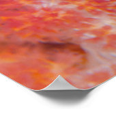 Nahe Gründung von Kaiser Angelfisch Poster (Ecke)