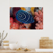 Nahe Gründung von Kaiser Angelfisch Poster (Küche)