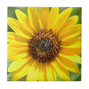 Nahe hohe Fliese der Sonnenblume