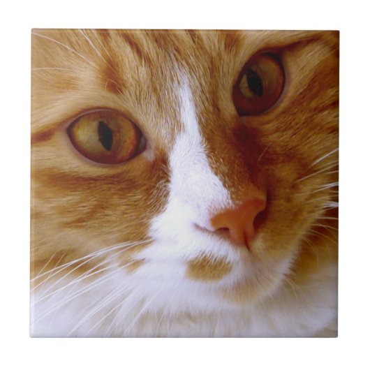 Nahe hohe Katzen-Fliese Fliese (Vorderseite)