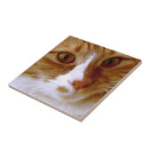 Nahe hohe Katzen-Fliese Fliese (Seite)