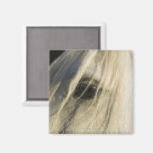 Nahe Horseaugenaufnahme Magnet (Vorderseite/Rückseite)