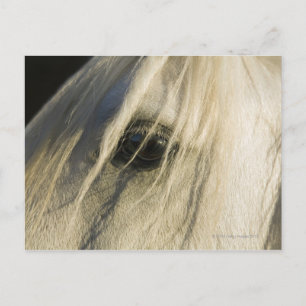 Nahe Horseaugenaufnahme Postkarte